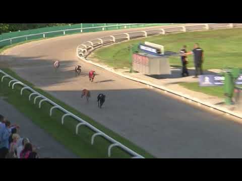 2019 RPGTV PUPPY TROPHY - HEAT 1 - T4 DROOPYS CARAT