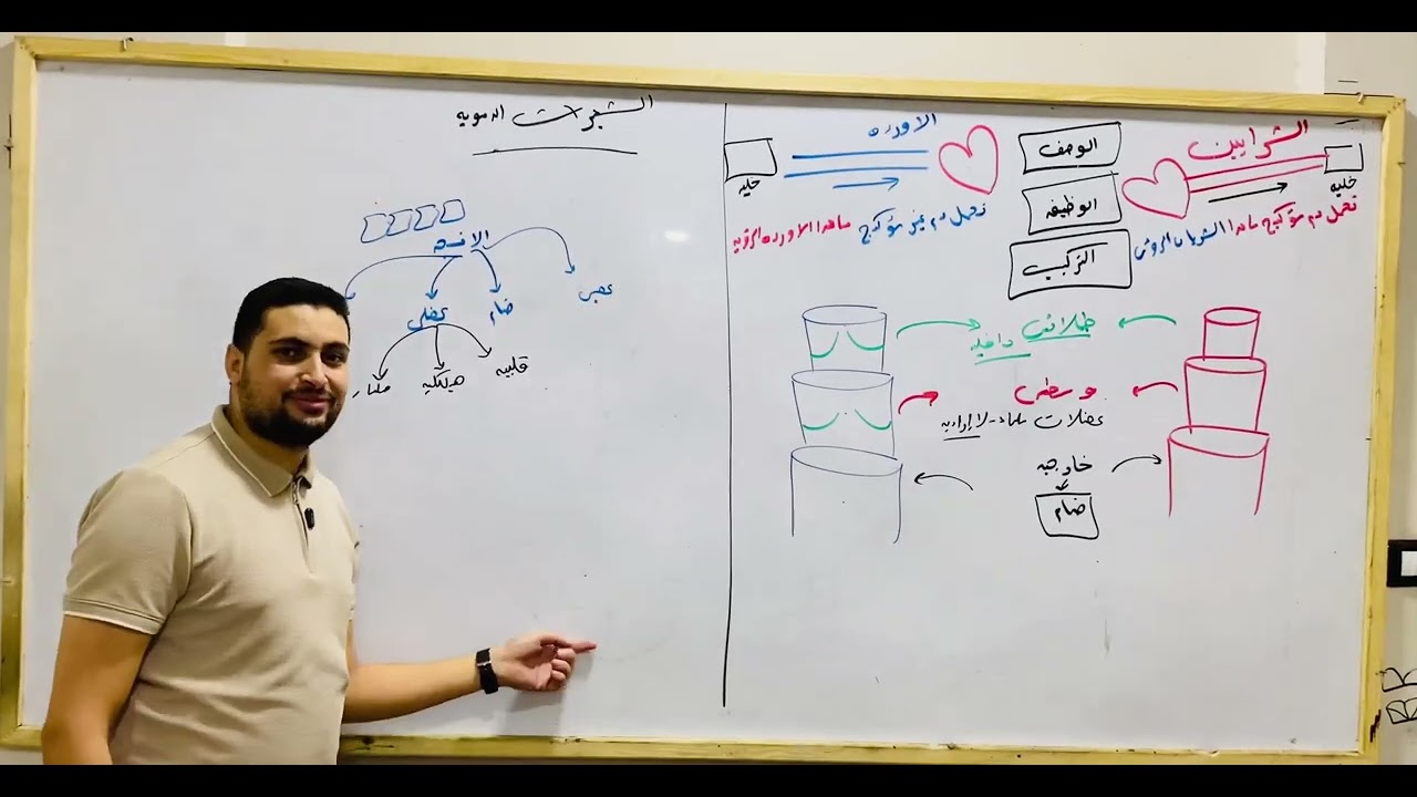 شرح الاوعية الدموية|| الفرق بين الشرايين والأوردة والشعيرات الدموية