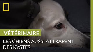 Comment soigner un kyste sur le dos d'un chien 