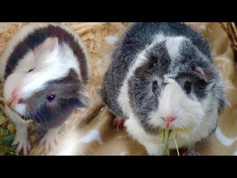 image-Are there different sizes of guinea pigs?
