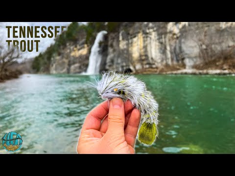 Fly Fishing INCREDIBLE Trout Water for 4 Days! (Tennessee Trout Fishing)