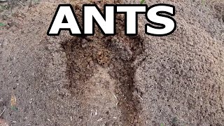 Fucking Ants All Over My Yard