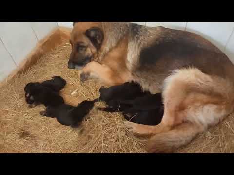 Щенки питомника Мотор Сич. JANNI MOTOR SICH & Wallace vom Hochstadter Wehr. (German Shepherd Dog)
