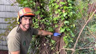 Remove English Ivy from trees, 3 easy steps for arborists.