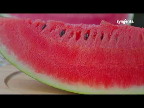 Pepenele ideal - Silviu Bogdan, Cooperativa Recolta Gheorghe Doja