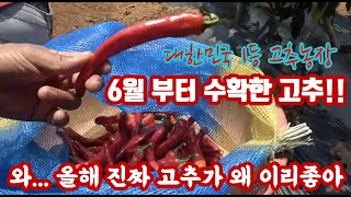 6월 부터 수확한 무안 고추!!! 아... 올해 가뭄으로 고생하는데 이건 반칙아니야? 너만 알고 쓴 자재가.…