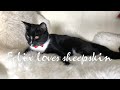 Felix Tuxedo Cat Bi Colored Black And White Loves To Bite And Pull At The Sheepskin