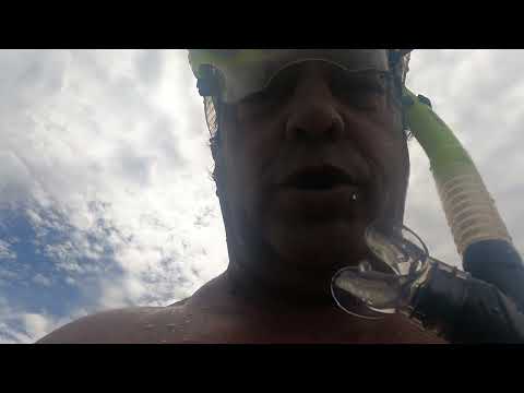 CARDUMEN DE SARGOS, PLAYA VERDE, MALDONADO, URUGUAY, 2025