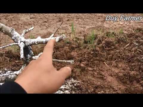 Cách cắt thu tay tán cây đào cảnh thế tam đa