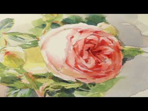 いつ水中で挿し木をするのか、いつバラを露地に植えるのか