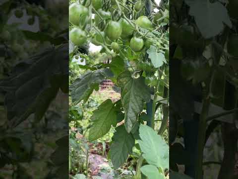 果樹の根元にある野菜は何ですか？豊かな収穫のための適切な組み合わせ  庭園