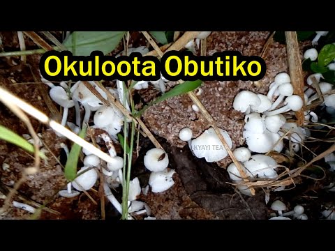 Okuloota nga Okuula Obutiko Obubaala nga Ojja Obutiko