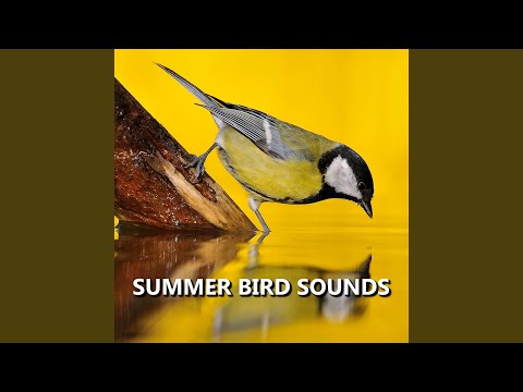 Exquisite Summer Bird Sounds
