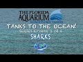 Eric Hovland-Curator and Shark Expert