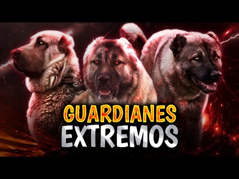 3 UNKNOWN DOGS more DANGEROUS than a KANGAL!!?