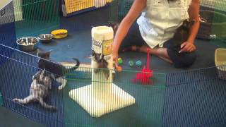 Must-Have Items For Your New Kitten