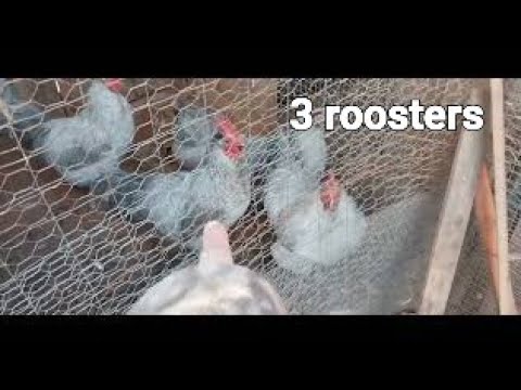 My Lavender Orpington Chickens @JacquelineJaroffaith #chickens