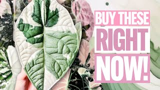MONEY-MAKING & TRENDING Variegated Alocasia in 2025!