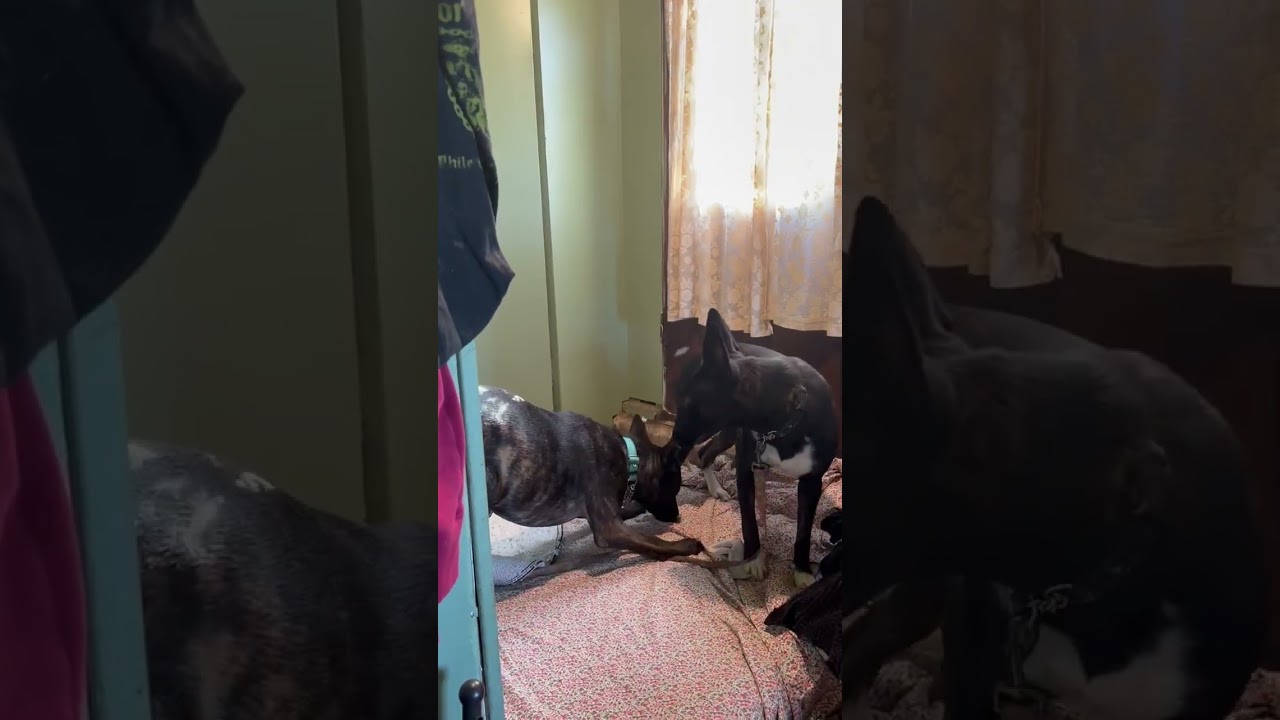 Enlarge Sansa, a Adoptable mixed breed in Whittier, CA video 3/6