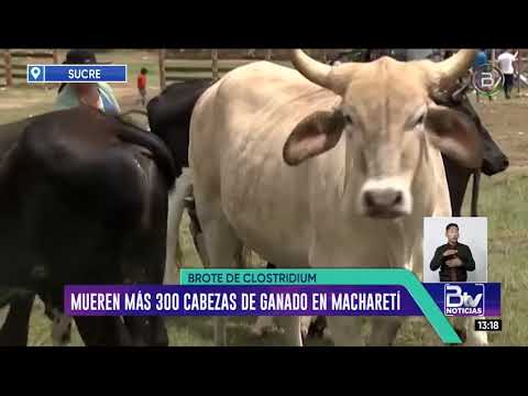 Chuquisaca: Mueren más de 300 cabezas de ganado en Macharetí por un brote de clostridium