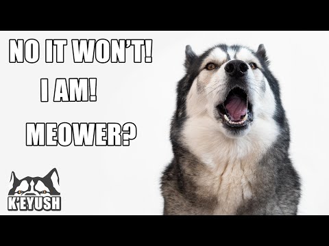 Husky Speaking Almost Perfect English 30 Times!