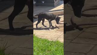 Video preview image #1 Labrador Retriever-Unknown Mix Puppy For Sale in MECHANICSBURG, PA, USA