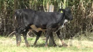 Vídeo 27 - 3º LEILÃO ANUAL SÍTIO UNIÃO | GADO HOLANDÊS HVB E HPB GC1 A GC6