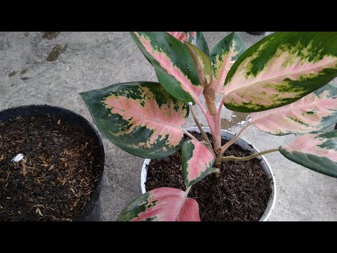 , title : 'How to Propagate Aglaonema at Home -  Best & Easy Way - Propagate Aglaonema Plant Cuttings'
