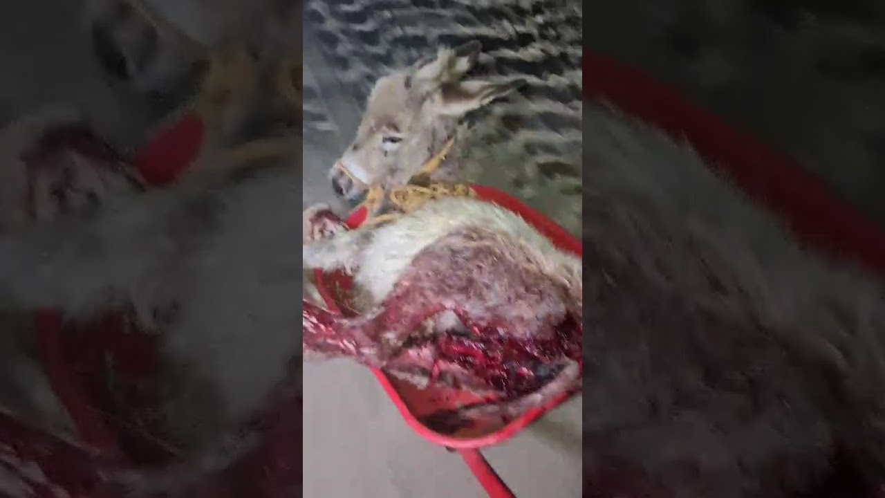 Mama Aurora & Baby Pippa video