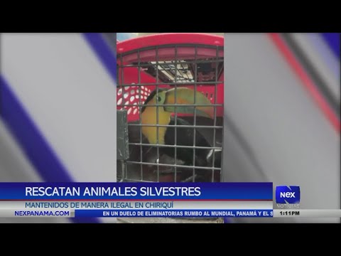 Rescatan animales silvestres mantenidos de manera ilegal en Chiriquí