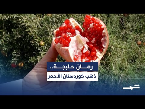 فيديو | رمان حلبجة   ثروة زراعية وفرصة استثمارية واعدة