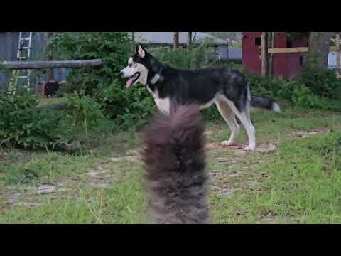 Animal cam: Benji strutting toward Jake on watch
