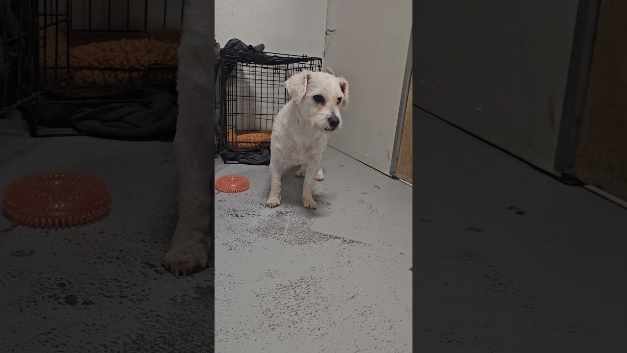 Enlarge Fraizer Kern #0551, a Adoptable Poodle in Studio City, CA video 6/6