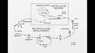 Life cycle of slime mold