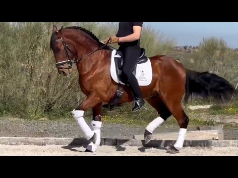 Advanced PRE Gelding 2017 - 1,59 cm (#MP638)