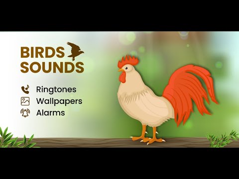 Animal sounds & wallpaper Video