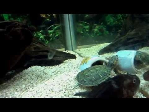 My Aquarium Fish and Turtle