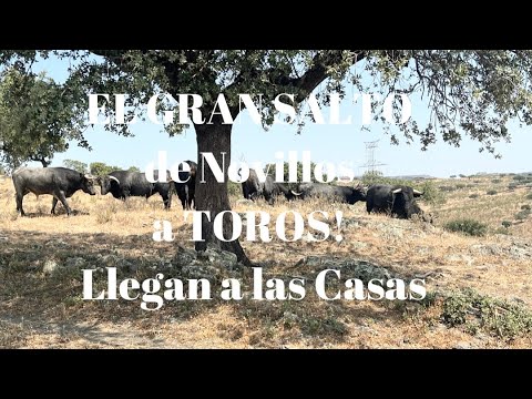 España y Toro de Lidia‼️Empieza EL GRAN SALTO de novillo a TORO