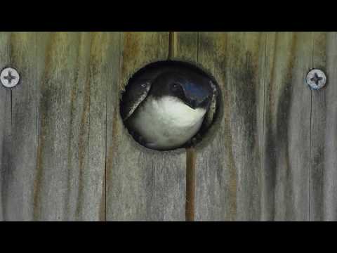 Tree Swallow - May 25, 2019