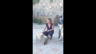 preview picture of video 'At HyeLandz Eco Village Resort (ՀայԼանդզ Էկո Վիլիջ Ռիզորթ) - with doggies'