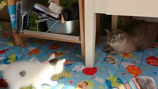 らにとぽんずのエピソード0。パートワン。先住猫と新入り猫の出会い。