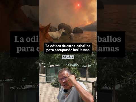 🐴🔥 La ODISEA de estos CABALLOS para escapar de las llamas