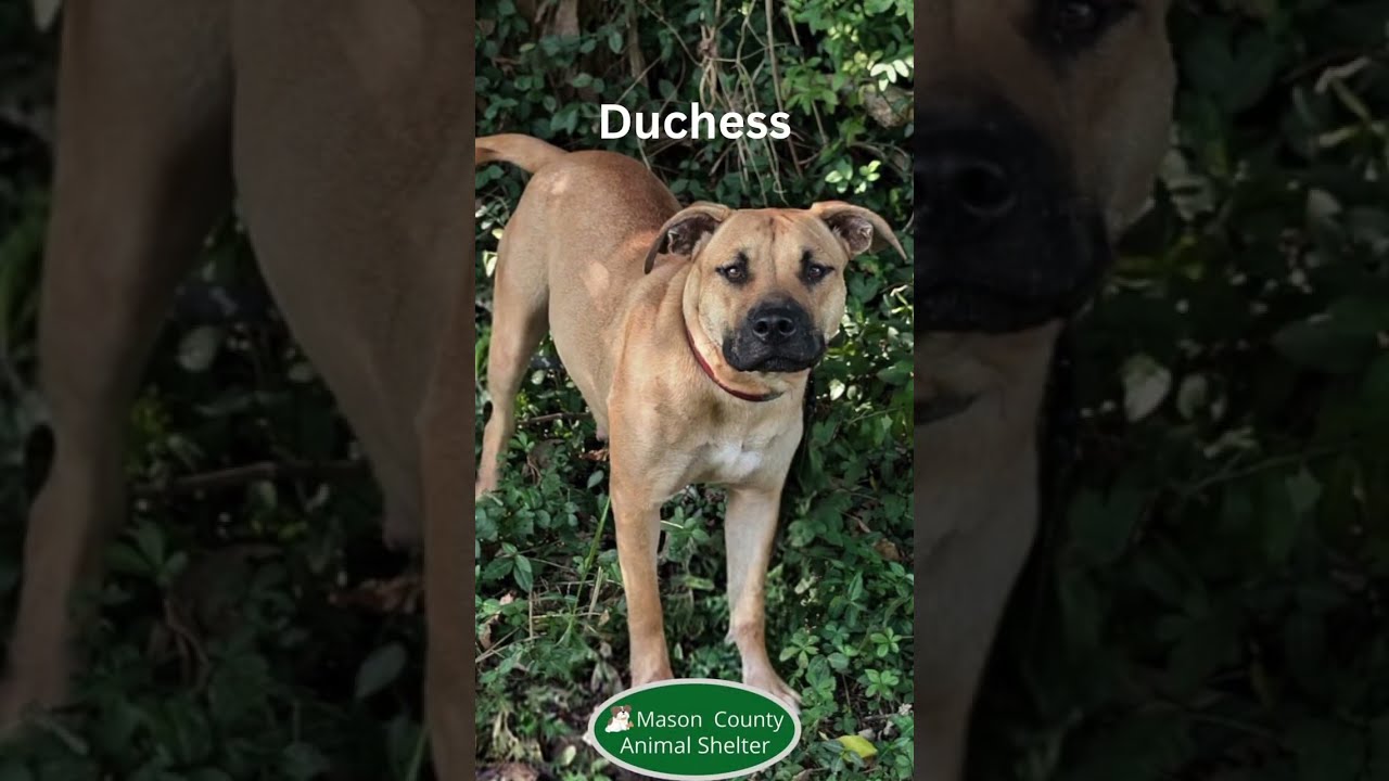 Enlarge Duchess, a Adopted mixed breed in Maysville, KY video 2/2