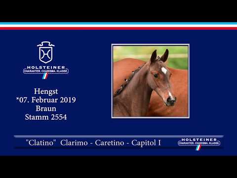 Holsteiner Fohlenauktion am 15. Juni 2019 | Nr. 08 - Clatino v. Clarimo-Caretino