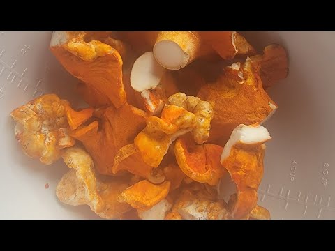 How to prepare your lobster mushrooms for the freezer?