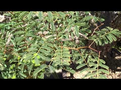 Senegalia galpinii syn. Acacia galpinii Burtt Davy