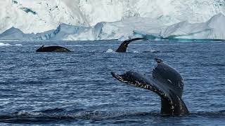 אין טהרה כאהבת ישראל || נקודה לפרשת השבוע תזריע מצורע