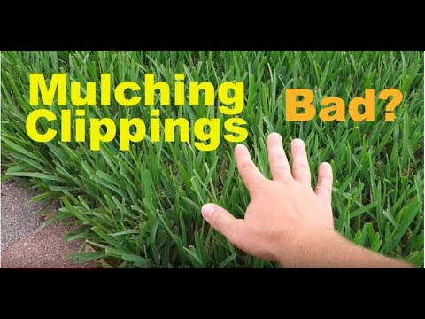 Other: Lawn mulching with grass clippings | 2025