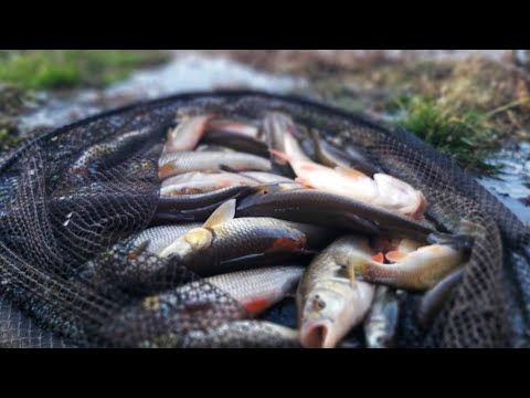 PESCUIT LA CLEAN IARNA PE RAU.   ZECI DE CLENI PRINSI IN ACELASI LOC!