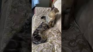 ばあちゃんの家の天使くん達†_(･ω･*)β.｡.:*･ﾟ最後落ちるの草